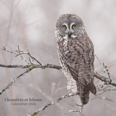 2026 Wildlife Quebec calendar